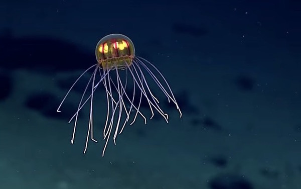 VIDEO: A Mesmerising Jellyfish With Bright Yellow Gonads ...